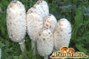 Навозники бывают разные - белые сьедобны даже с алкоголем, сорванные в молодом возрасте, они являются чудесным лакомством, а кулинары некоторых европейских стран (Франция, Чехия, Финляндия) относят молодые белые навозники к деликатесам., а вот серые станут ядом.