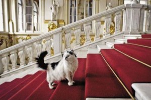 Коты Эрмитажа