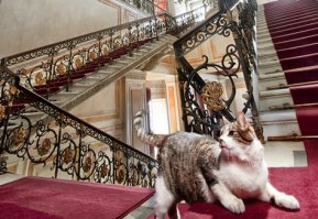 Коты Эрмитажа