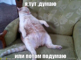 15 котов, которые ведут себя совсем как мы в офисе