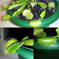 Моя "мухаловочка"...