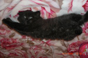 Котята это море позитива, лучшее лекарство от всей хандры)))