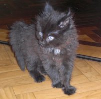 Котята это море позитива, лучшее лекарство от всей хандры)))