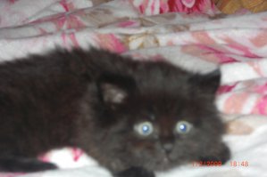 Котята это море позитива, лучшее лекарство от всей хандры)))