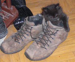 Котята это море позитива, лучшее лекарство от всей хандры)))