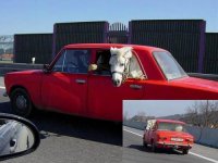 у каждого своя лошадь