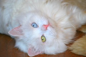 Mой котя :)
— Как тебя понимать?
— Понимать меня необязательно. Обязательно любить и кормить вовремя.        Л. Кэрролл