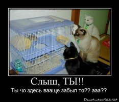 20 забавных примеров железной кошачьей логики