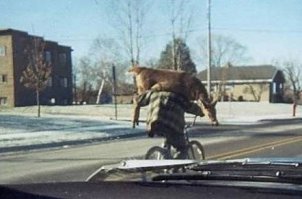 Очередная подборка автоприколов