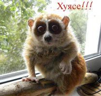 17 удивительных фактов о ленивцах