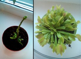 А вот моя Дионея по имени Изольда Викторовна. Досталась мне совсем чахликом, пришлось выхаживать.