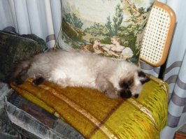 ...я сплю всегда и сплю везде... в любой компании и  без ;-)