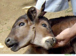 Интересные факты