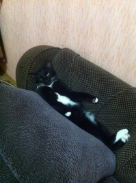 Это мой подвальный))) 2-х недельным, примерно, котенком подобрала. Вот какой нынче сибарит вырос