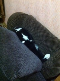 Это мой подвальный))) 2-х недельным, примерно, котенком подобрала. Вот какой нынче сибарит вырос