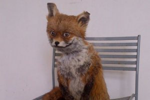 Что можно купить на онлайн-аукционе, если вам по душе таксидермия