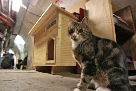 Да, я знаю, что у них домики и еда в подвалах, но иногда пробираются в залы) А эти фото на лестнице парадные, для передачи какой-то