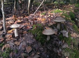  Как я, по грибы ходил   