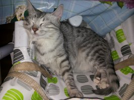 ну вот не знаю.. обычные беспородные котята тоже милота и доброта, а при правильном ракурсе и красота с помпончиками )))
а платить кучу денег "за породу" лично мне жалко ) так что у меня взятые в добрые руки