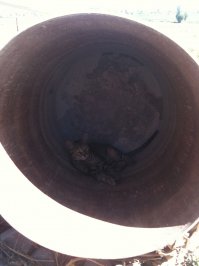 20 забавных примеров железной кошачьей логики