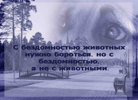 Люди, стерилизация животных, которые не для породы - благо. Лучше стерилизовать, чем потом раскидывать котят по подъездам. Или, как в нашей группе помощи животным - то и дело находят выброшенных живых котят, в мешках.