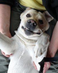 Собаки - улыбаки