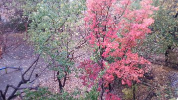 Осень в Алматы, вид с балкона.