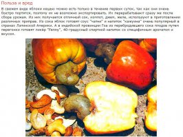его делают из "яблока" на котором растет кешью