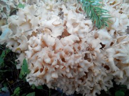 Пост о дивных грибах