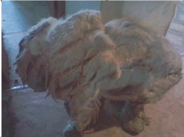 Была в группе помощи животным "Рыжий хвост" история спасения собы из "каменного мешка". Вот вам "до" и "после"