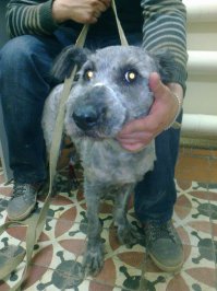 Была в группе помощи животным "Рыжий хвост" история спасения собы из "каменного мешка". Вот вам "до" и "после"