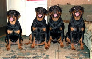 Собаки - улыбаки