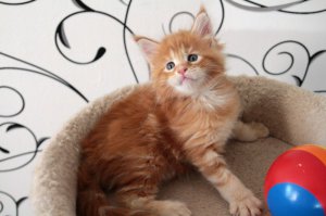 ой как же я хочу такого котенка,красотища просто,такие няшки.Особенно вот эта прелесть..ути какия красота