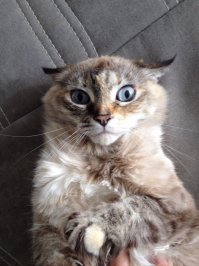 Вот мое чудо, взята из приюта. Нала, 4 года