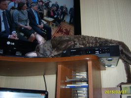 А мой котейка вот это место любит...