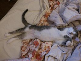 Две большие разницы: животные до и после того, как их приютили