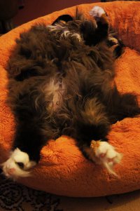 Видимо, у меня не совсем правильная кошка. Спит в своей лежанке (правда лежанка размером как для мелких собак). Правда, если появляется в доме коробка, тут любая кошка не устоит.