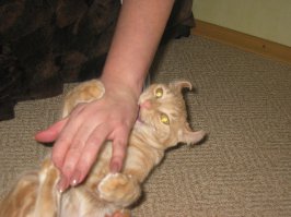 ушки у нас знаменательные
родители хотели на серебряную свадьбу голубого шотландца
я поехала в питомник и притащила им вот это безобразие
рыжее и уши в другую сторону
 сначала расстроились, а потом прижился