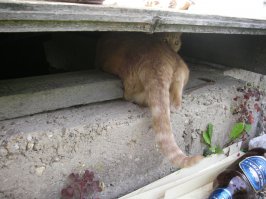 тоже своего вывозим