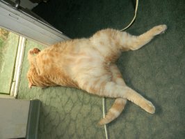 ушки у нас знаменательные
родители хотели на серебряную свадьбу голубого шотландца
я поехала в питомник и притащила им вот это безобразие
рыжее и уши в другую сторону
 сначала расстроились, а потом прижился