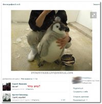 10 видов животных, открытых за последний год