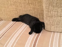 дочкин питомец)