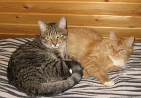 Деревенщина беспризорная. Теперь одомашнена