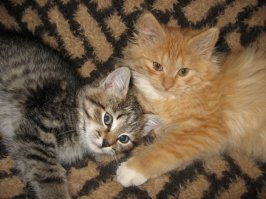 Деревенщина беспризорная. Теперь одомашнена