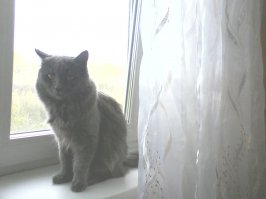 это мой, князь- приблуда