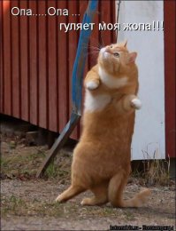 «Шедевр» мастера таксидермии 