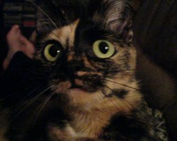 На мою Ксюшеньку похожа...