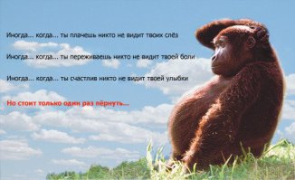 35 забавных итальянских пословиц и поговорок 