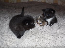 Кому котятки нужны? Трое. Все пацаны. Подрастут-надо дома им найти.