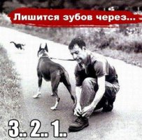 10 вовремя сделанных снимков, на которых собаки выглядят гигантами